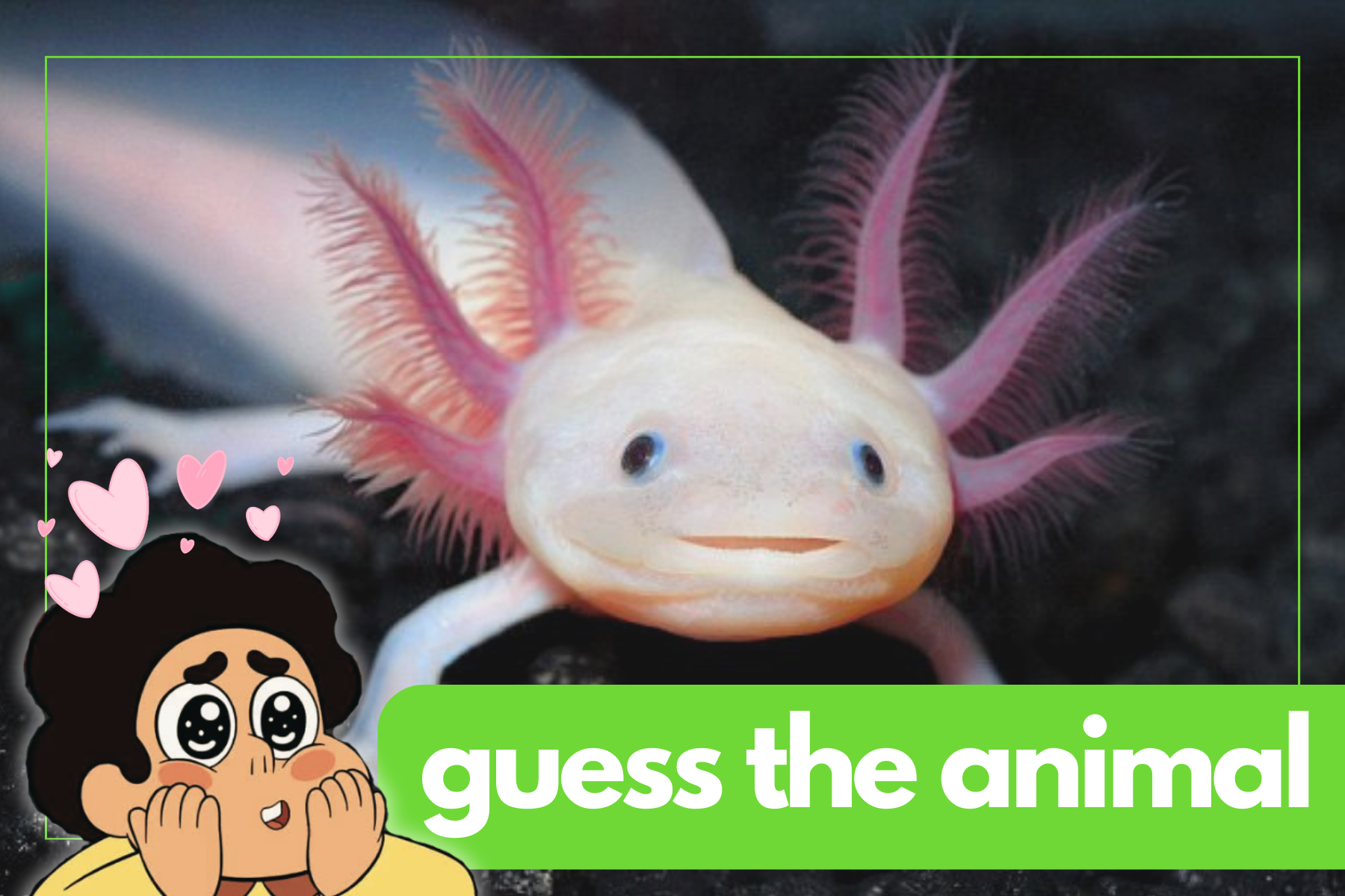 Animal Quiz: What Animal is This?
